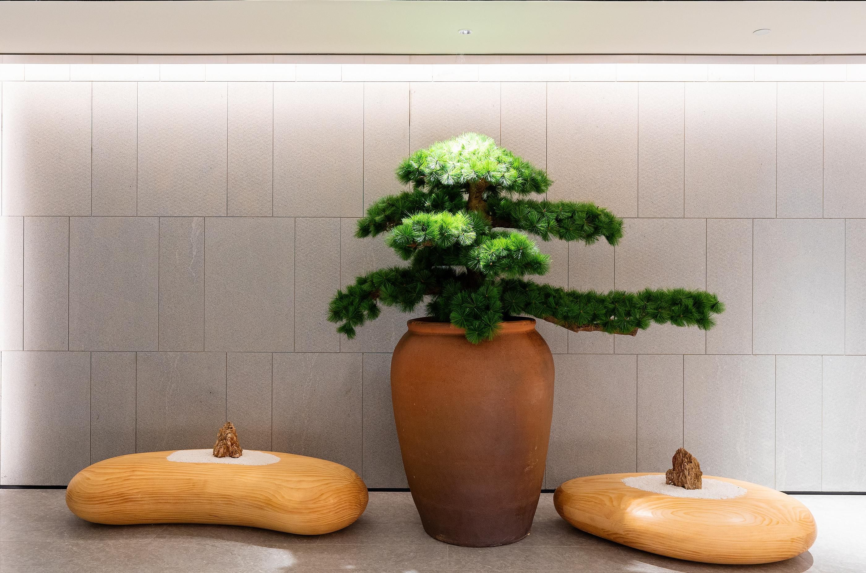 Un bonsái en una maceta grande de terracota, con dos taburetes de madera a su lado.