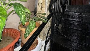 Een trap naar een deur met een metalen poort, omringd door planten in potten.