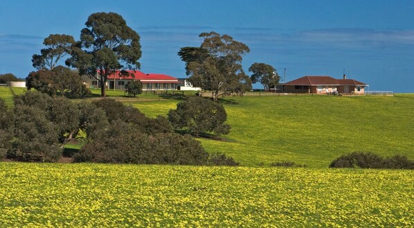 Paisaje rural con un campo de flores amarillas, un edificio de techo rojo y una casa con techo marrón.