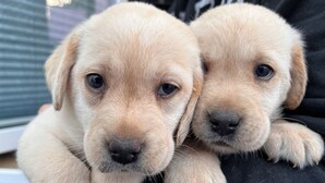 Dos cachorros descansando sobre una superficie negra.