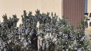 A building with a beige stucco exterior, a brown gate, and a shrub with white flowers in front.