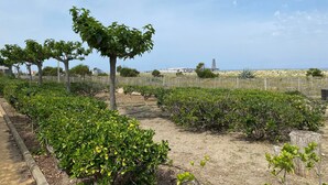 Un jardin aménagé avec différents arbustes et arbres, une clôture en bois et une vue dégagée sur la mer en arrière-plan.