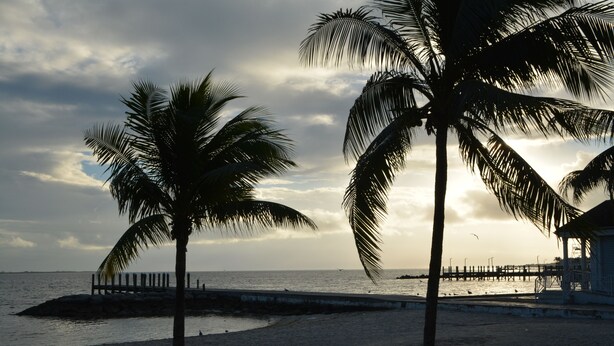 Ein Strand mit Palmen und einer Pier, die ins Wasser hineinreicht.