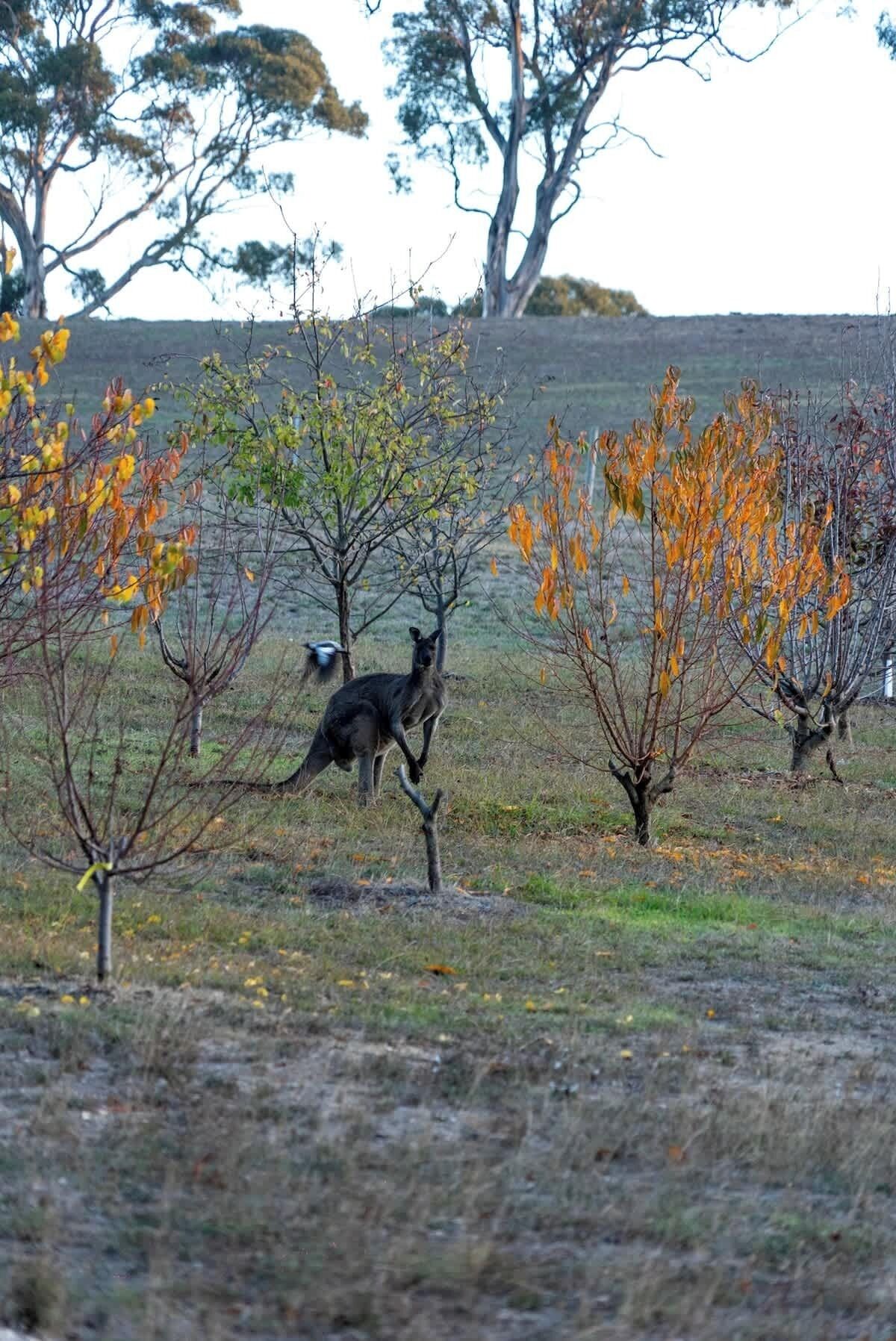 A kangaroo in a natural landscape with sparse vegetation and trees.