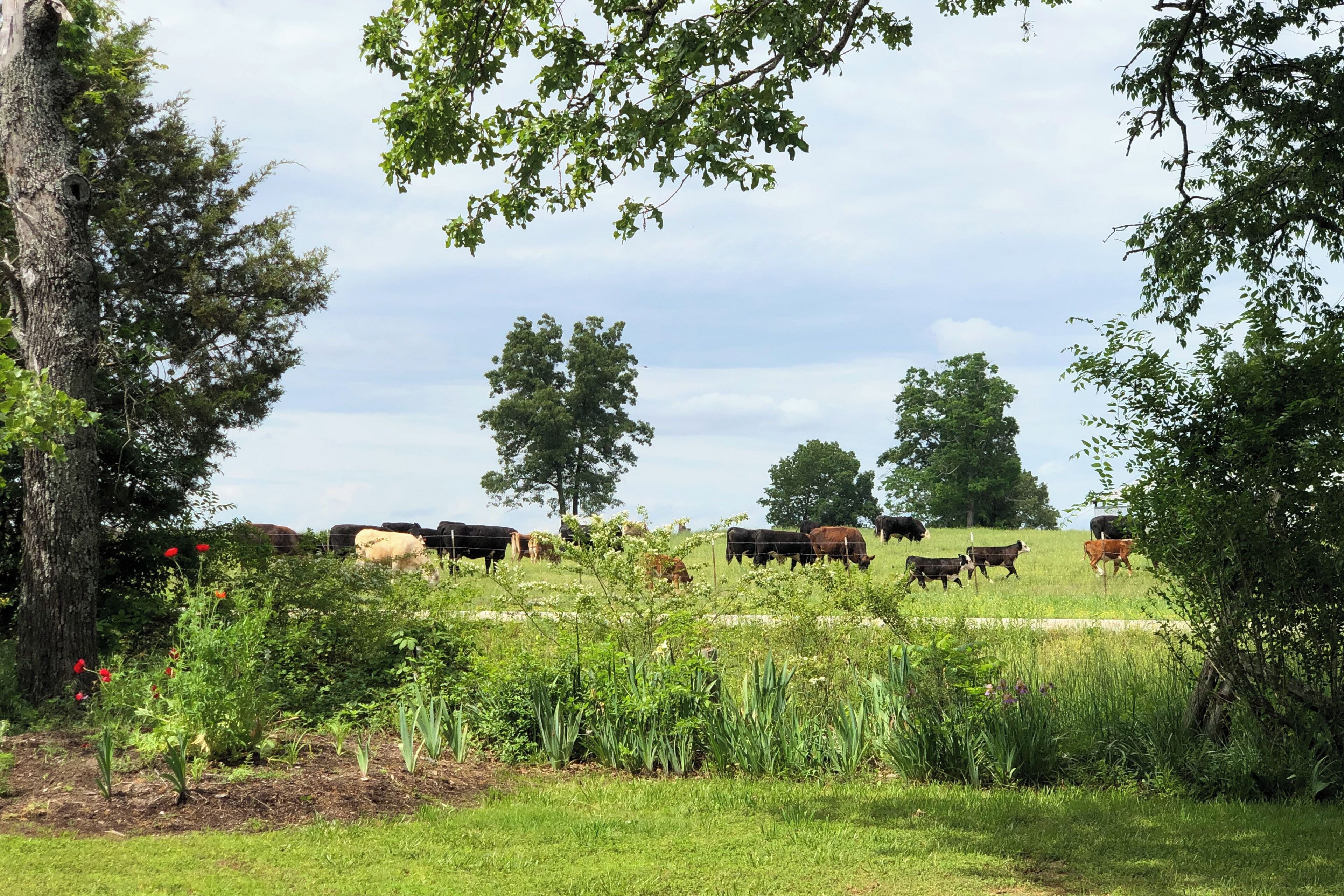 A rural landscape with a herd of cattle grazing in a field, surrounded by trees and vegetation.