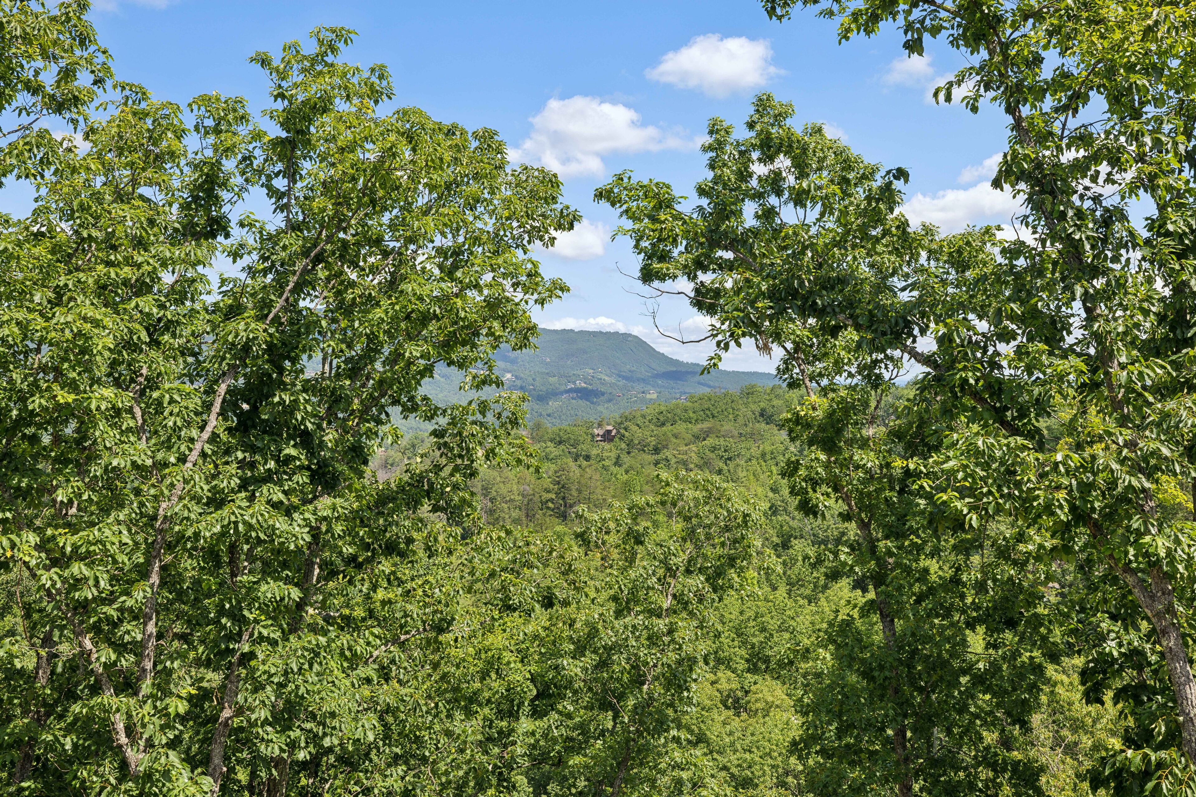 Une forêt dense, avec une montagne en arrière-plan.