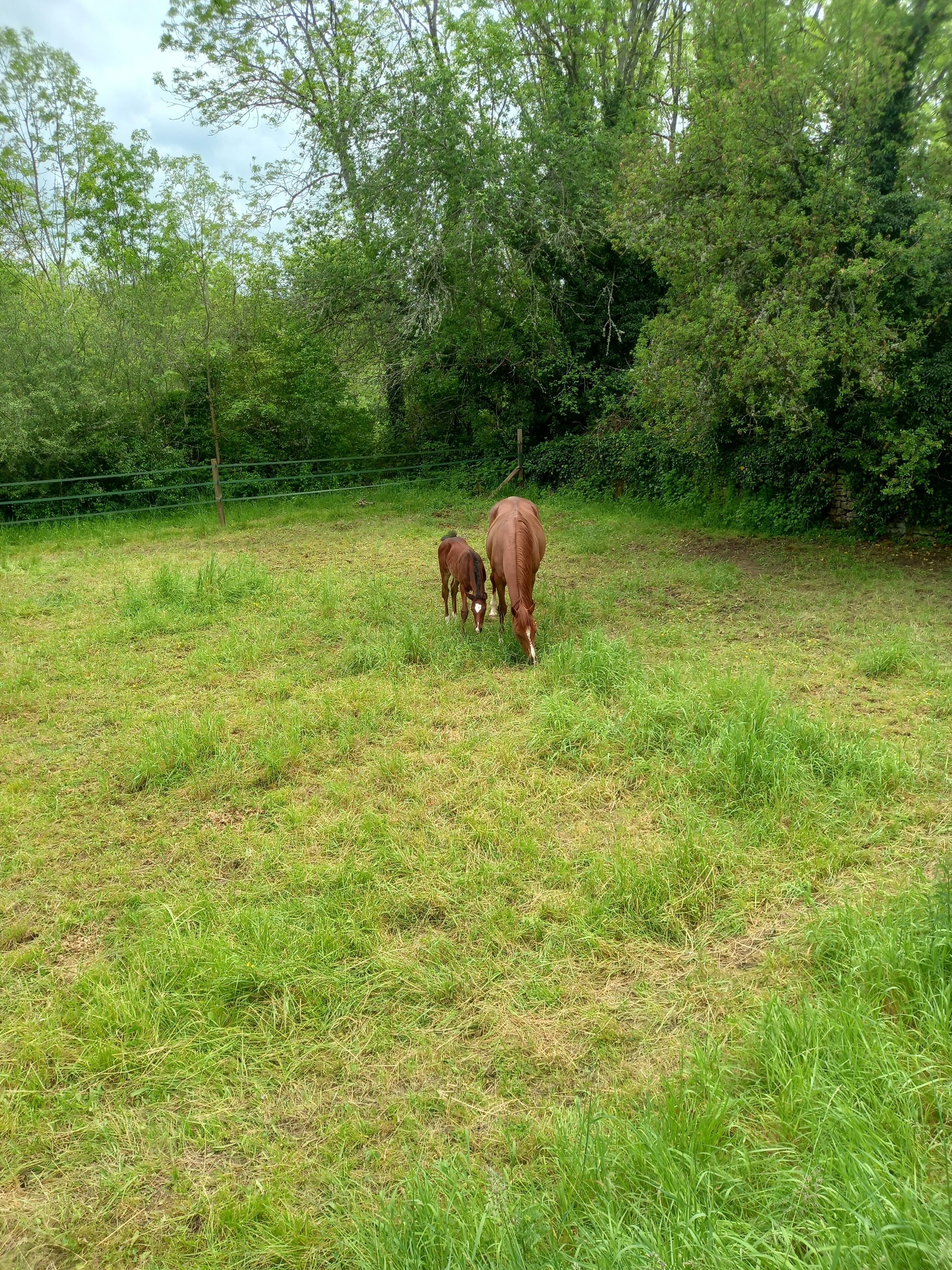 A grassy field with a fence and trees in the background.