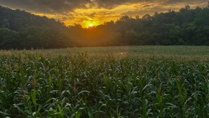 Ein Feld mit Feldfrüchten und einem Sonnenuntergang im Hintergrund.