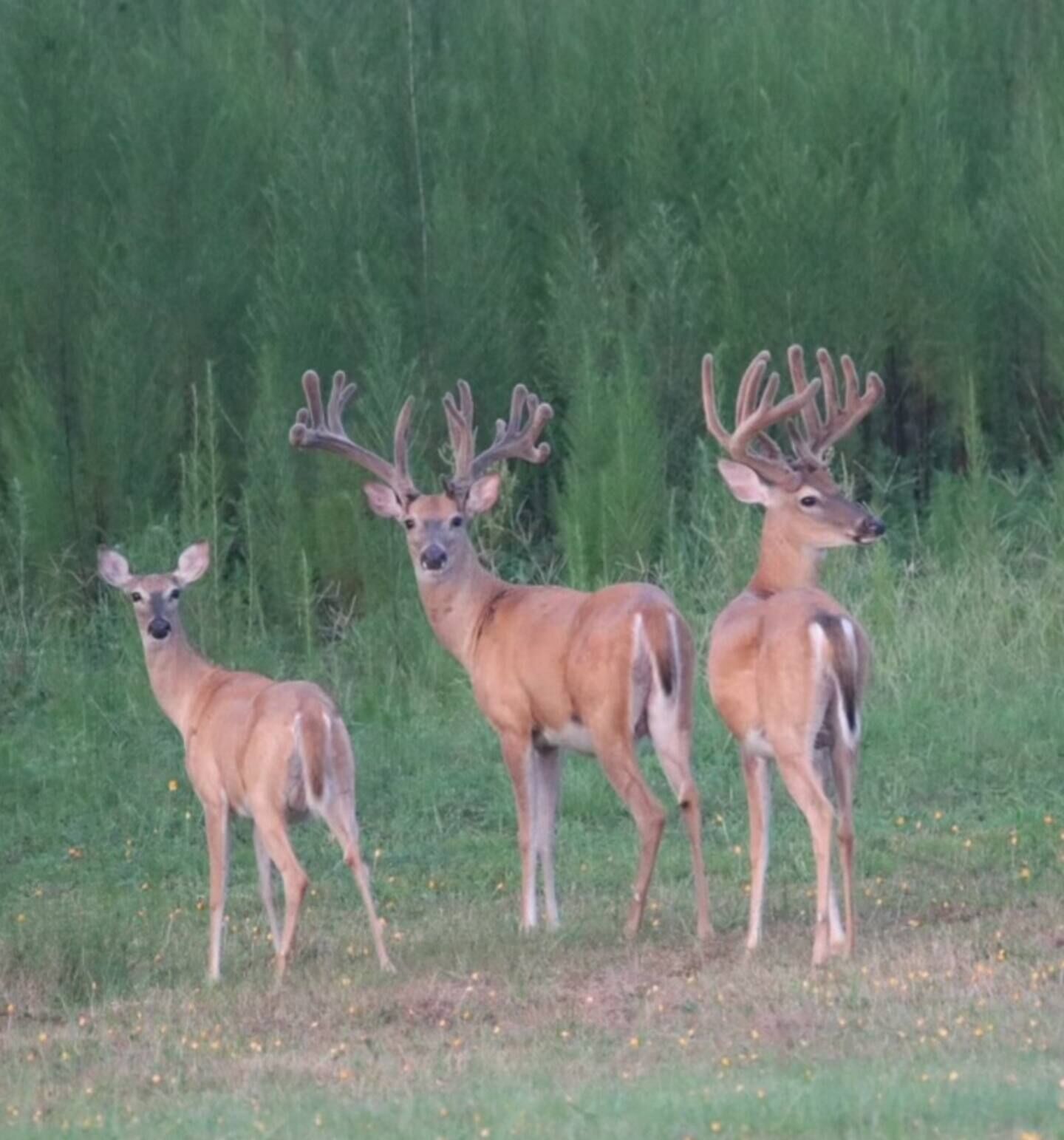Quaint Camphouse on 250 acre Wildlife Preserve- Includes Tour 