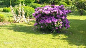 A garden with a large bush of purple flowers, well-maintained grass, and various other green shrubs. - Maison de la Source (Génis)