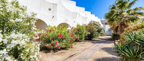 A pathway leading to a white building with arches, surrounded by flowering plants and a palm tree.