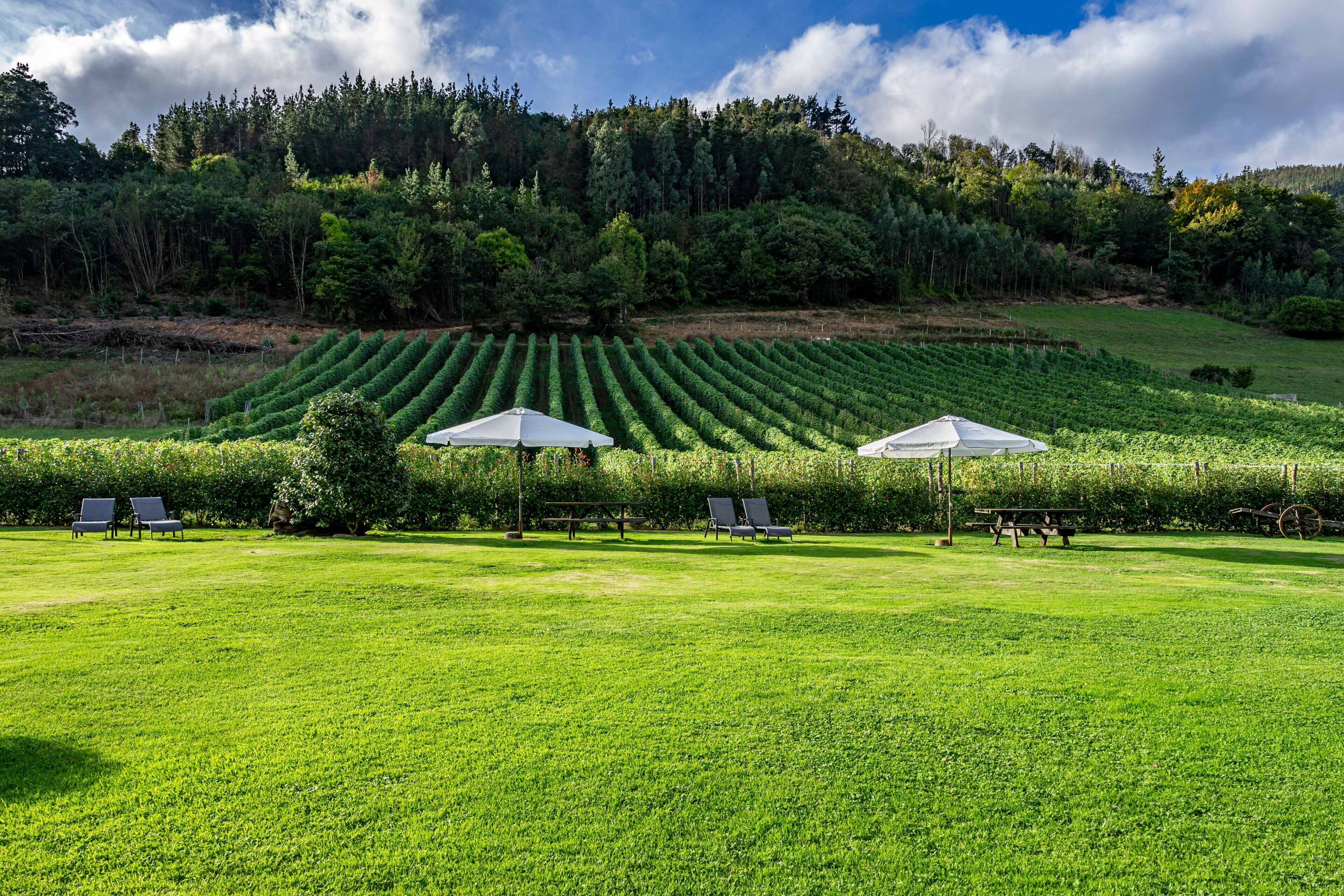 Un campo cubierto de hierba con hileras de cultivos, un área de picnic y una colina boscosa al fondo.