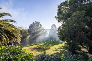 A lush garden with a variety of trees and a clear sky.