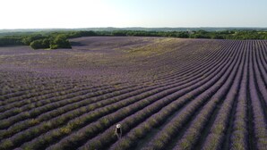 Un champ de lavande avec des rangées de plants de lavande.
