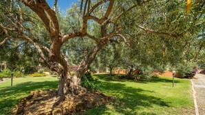 Un árbol con un tronco grueso y ramas extendidas en un jardín ajardinado.