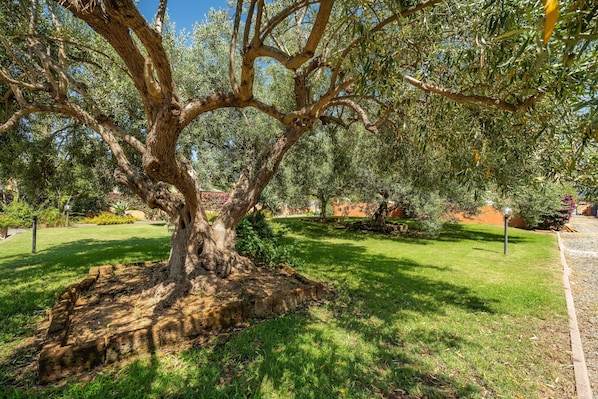 A tree with a thick trunk and sprawling branches in a landscaped garden.