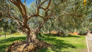 Un arbre à l’écorce épaisse et aux branches luxuriantes, dans un jardin aménagé.