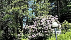 Un patio in legno con tavolo e sedie, immerso nel verde e con un albero in fiore.