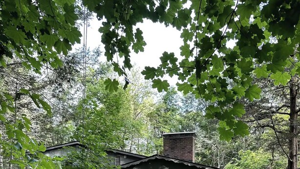 Un rustico chalet immerso nel verde, con una scala in legno che conduce all'ingresso.