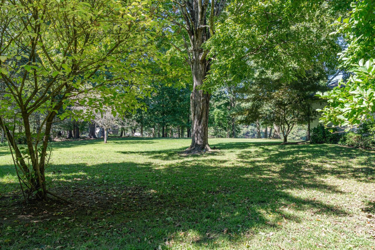 A park with a large tree in the center, surrounded by grass and other trees.