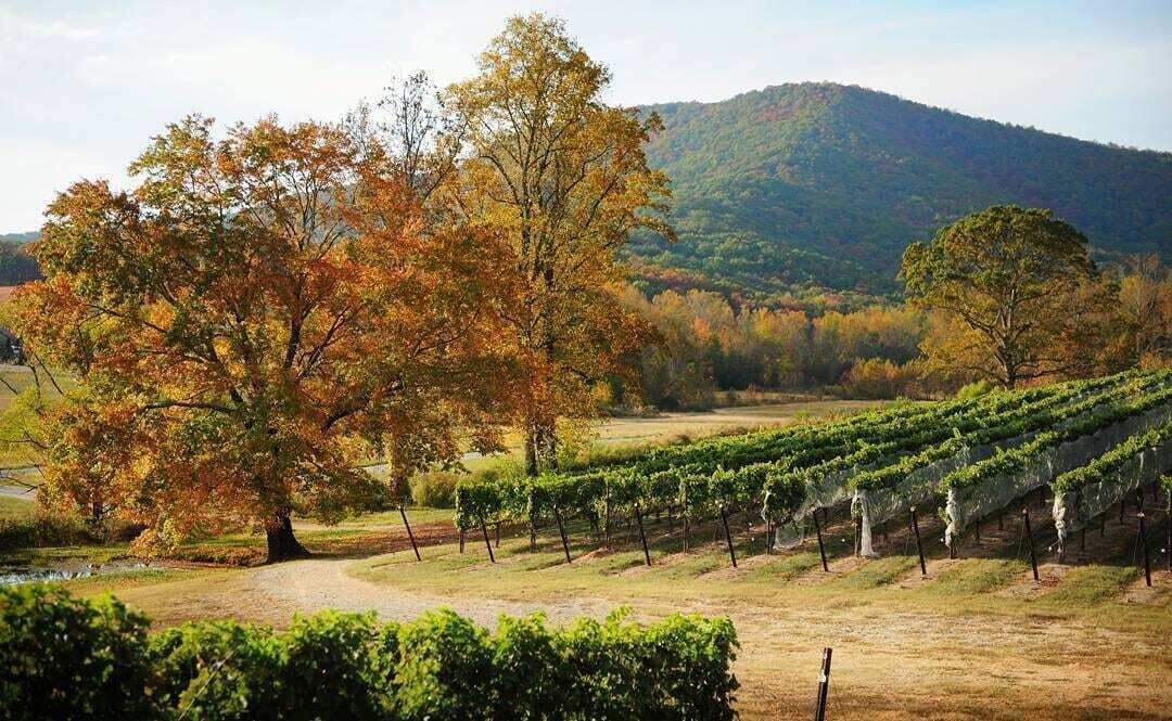 A vineyard with rows of grapevines and autumn-colored trees in the foreground.