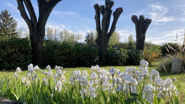A garden with white flowers, large trees, and a clear sky.