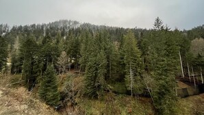 A dense forest with a variety of evergreen trees.