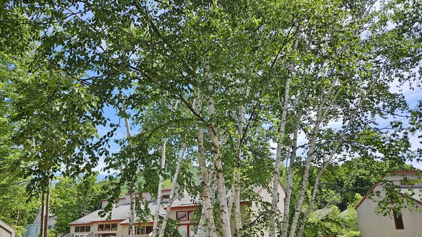 A residential area with houses, a red vehicle, and birch trees.