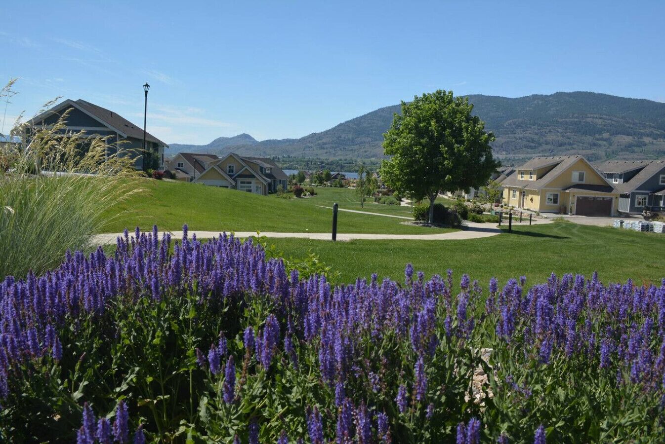 A residential area with houses, a tree, and mountains in the background.
