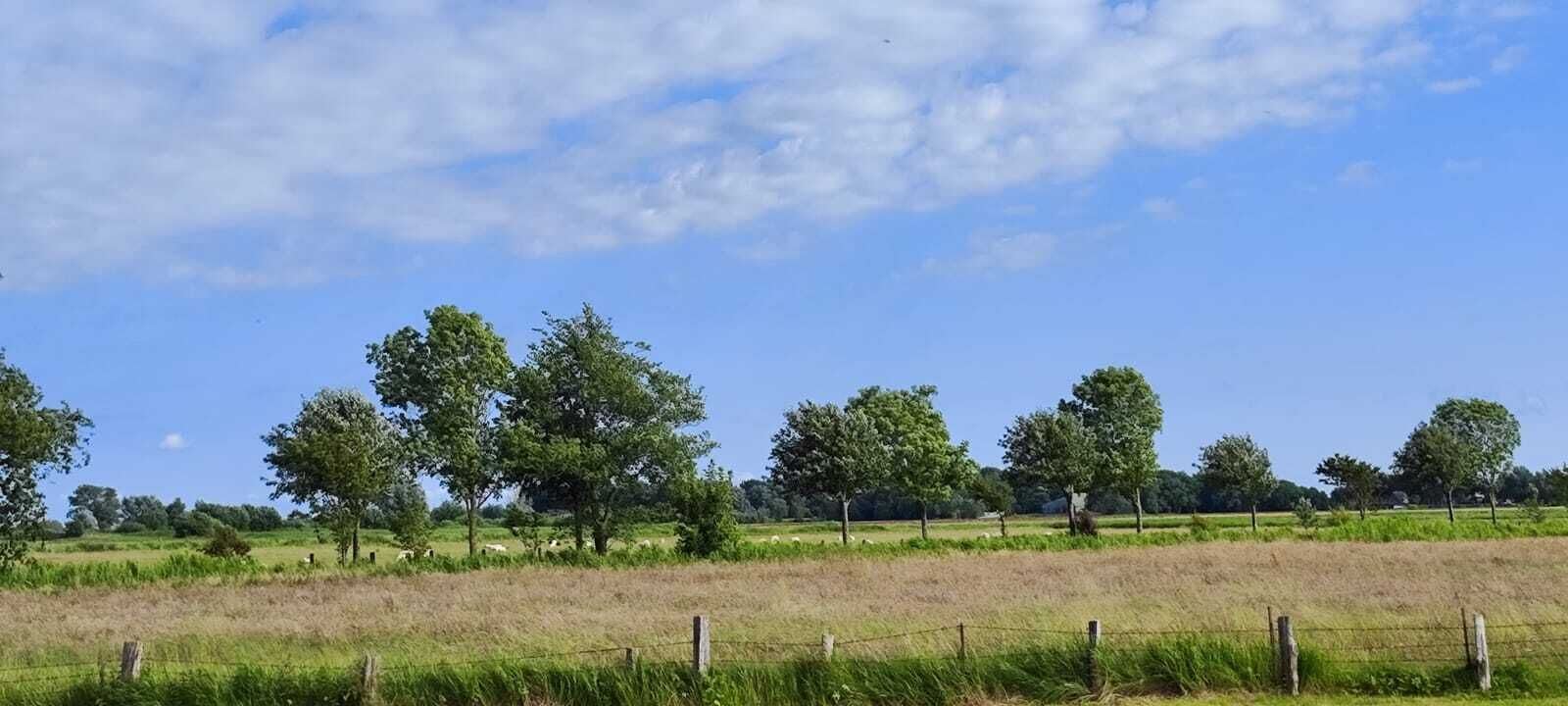 Paisatge rural amb arbres i camps oberts.