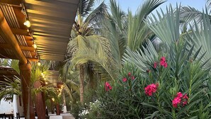 Un sentier bordé de palmiers et de plantes en fleurs, qui mène à un espace abrité illuminé de guirlandes lumineuses.