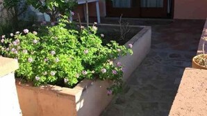 Un área de jardín con una planta en maceta y un pequeño árbol.