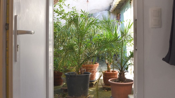 Une porte ouverte donne sur une cour intérieure agrémentée de plantes en pot et dotée d’un sol en béton.