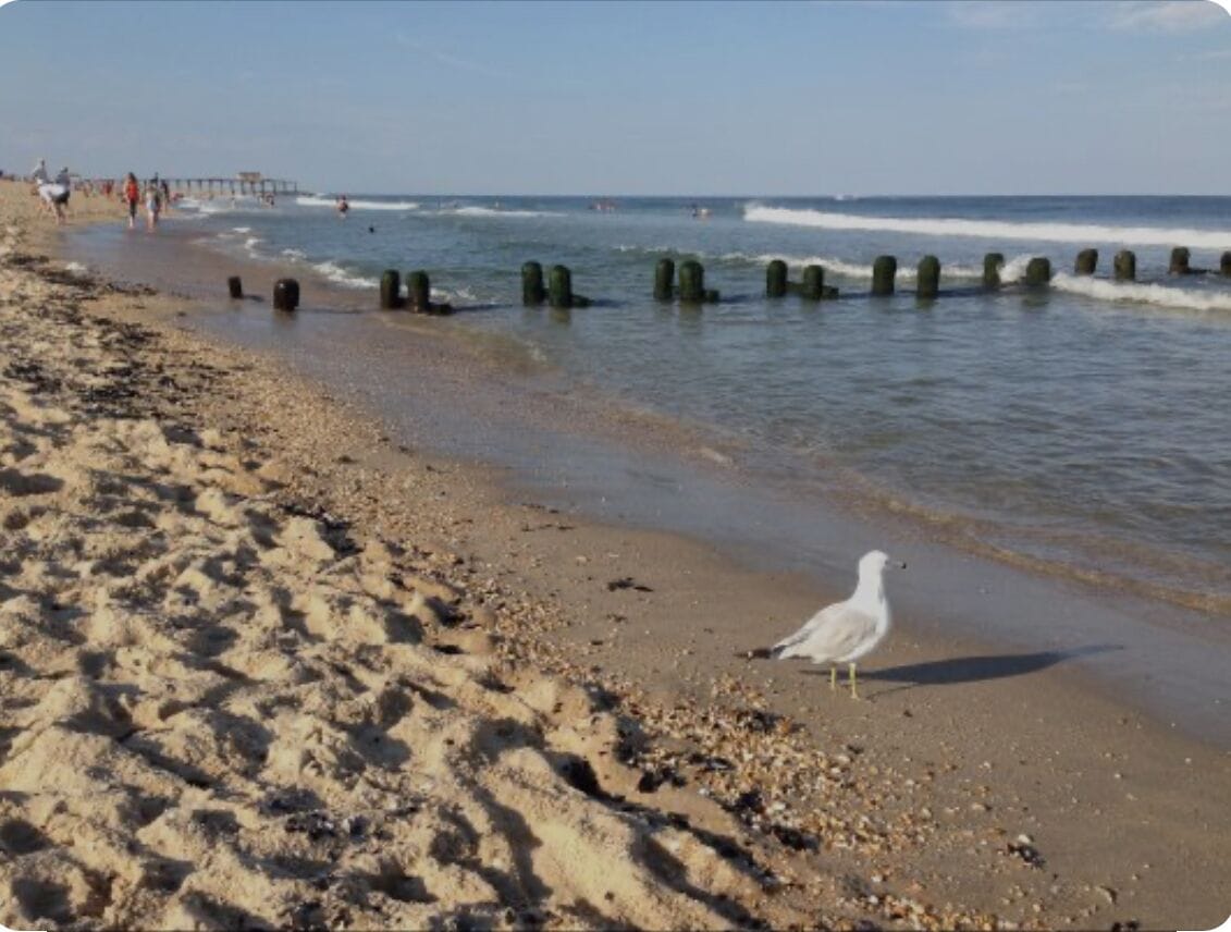 A beach with a seagull, waves, and a pier in the background.