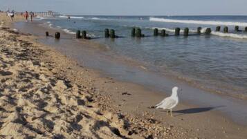A beach with a seagull, waves, and a pier in the background.