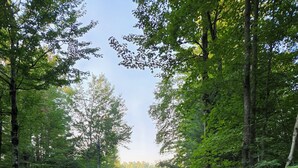 Une promenade en bois serpente à travers une forêt dense, parsemée de fougères et d’arbres.