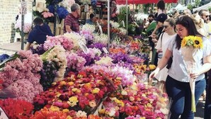 En blomstermarknad med ett stort utbud av färgstarka blommor.