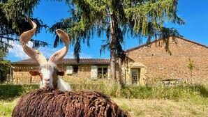 A goat with large horns in a grassy field with a stone building in the background. - Vue Épique : Gîte Magnifique (Capdrot)