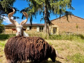 Property grounds - Vue Épique : Gîte Magnifique (Capdrot)