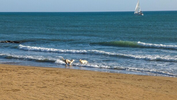 A beach with waves, a sailboat, and seagulls.