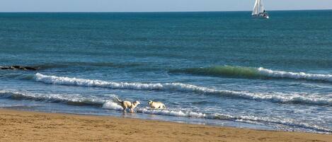 Pesca