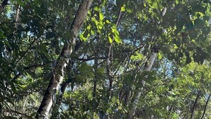 Un área boscosa con árboles y un sendero.