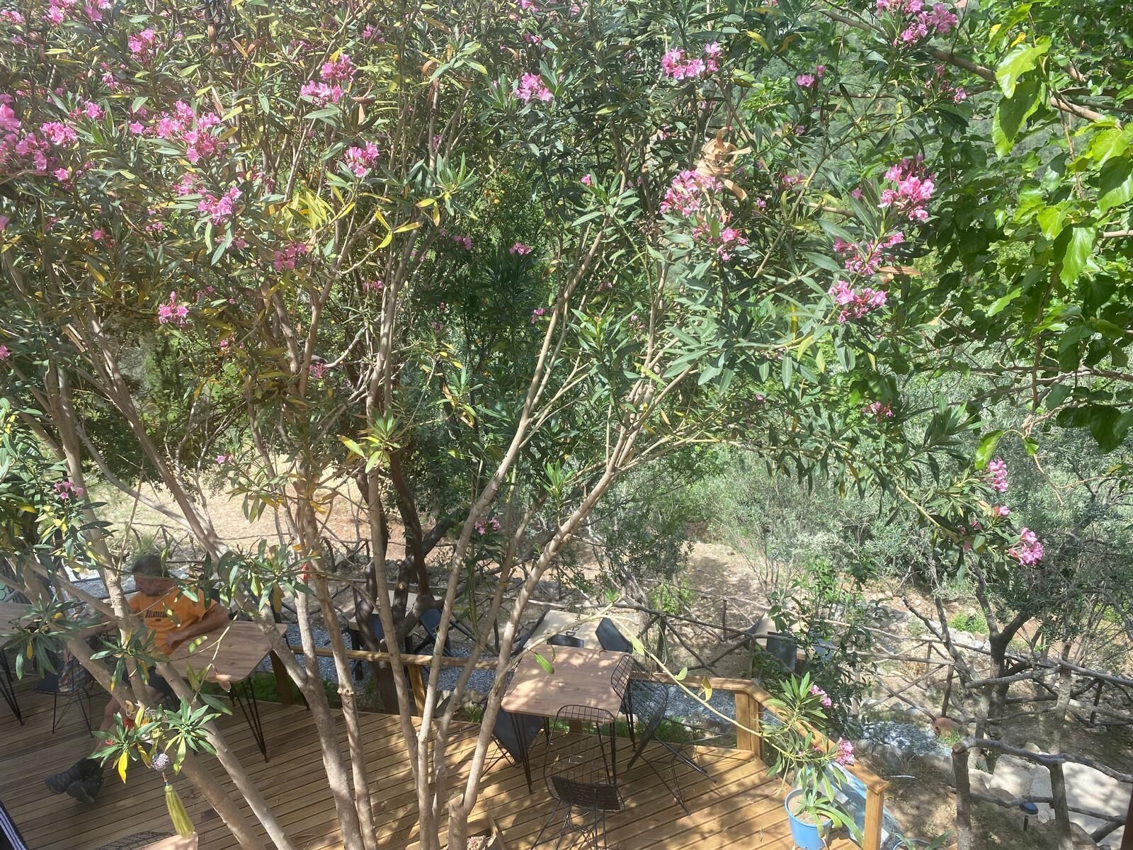 A wooden deck with a table and chairs, surrounded by lush greenery and pink flowers.