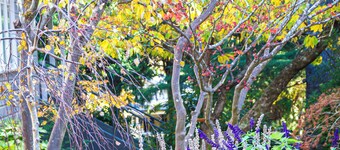 Cosy 3 BR Federation Cottage in Leura Blue Mountains NSW- Bushwalks and Cafes!!!