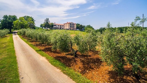 A rural road leading to a large building surrounded by olive groves. - Stancija Lindi (Porec)