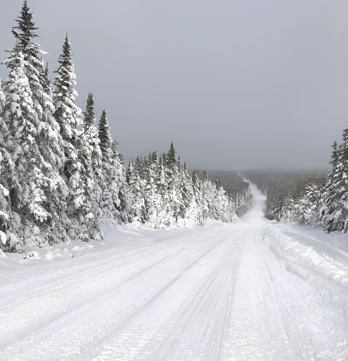 A snow-covered road flanked by dense evergreen trees.