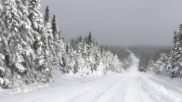 A snow-covered road flanked by dense evergreen trees.