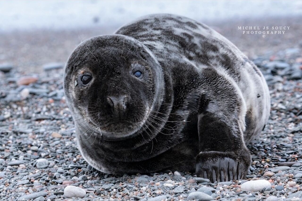 A seal on a rocky surface.