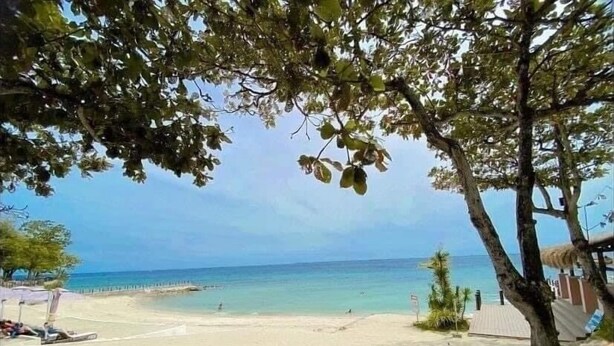 Une plage avec trois chaises longues et un arbre qui offre de l’ombre.
