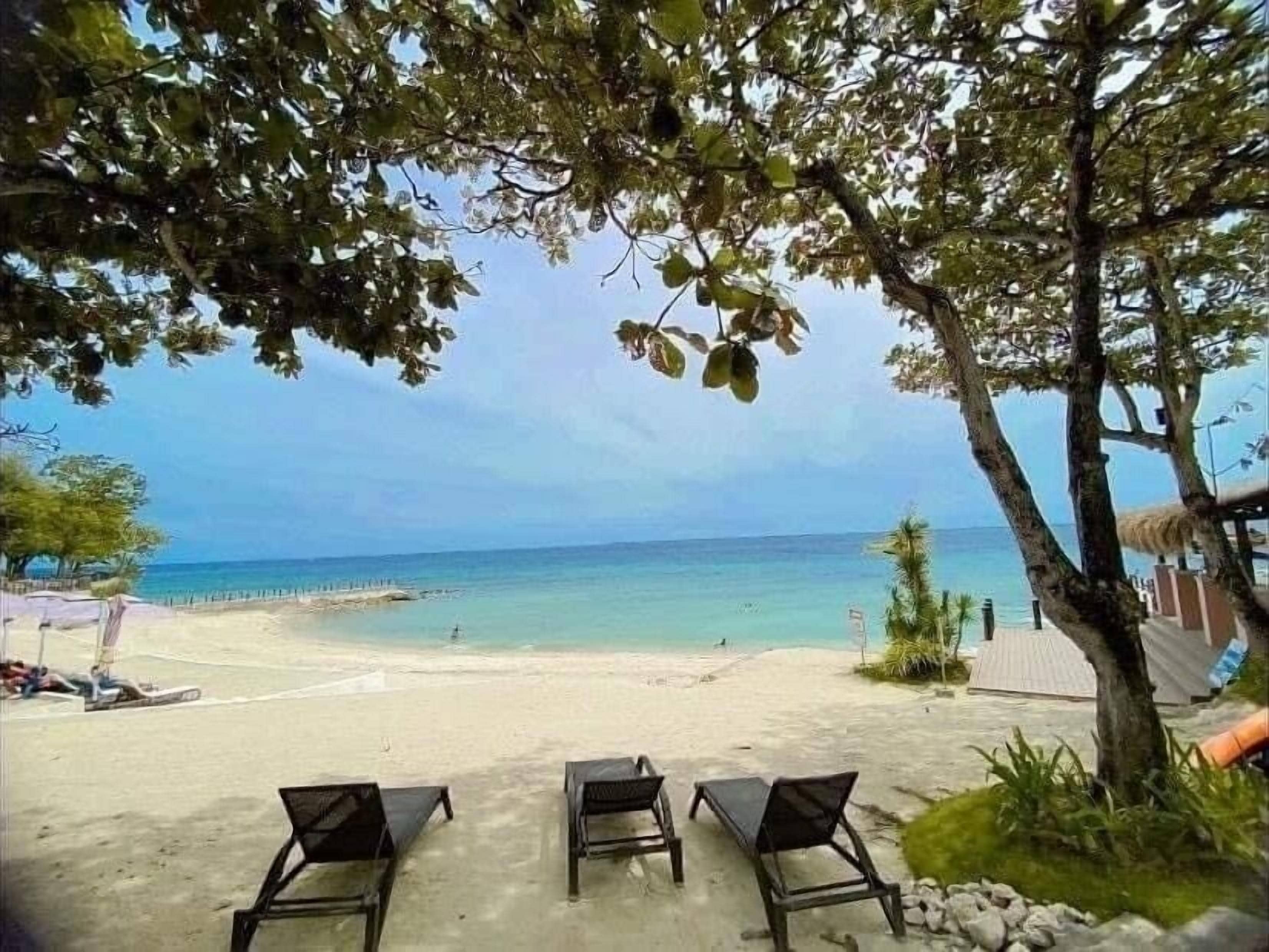 A beach with three lounge chairs and a tree providing shade.